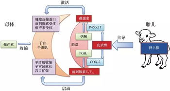 生殖生物學 驅動生命奧秘的自然科學前沿